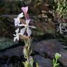 Fotografia 19 da espécie Silene gallica do Jardim Botânico UTAD