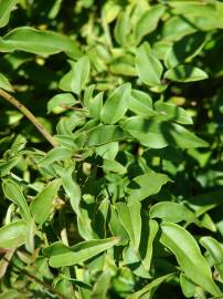 Fotografia da espécie Jasminum polyanthum