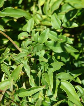 Fotografia 14 da espécie Jasminum polyanthum no Jardim Botânico UTAD