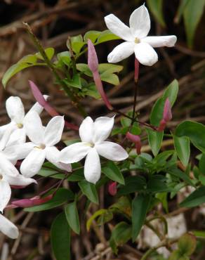 Fotografia 13 da espécie Jasminum polyanthum no Jardim Botânico UTAD