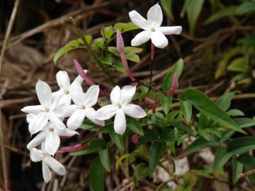 Fotografia da espécie Jasminum polyanthum