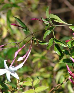 Fotografia 11 da espécie Jasminum polyanthum no Jardim Botânico UTAD