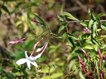 Fotografia da espécie Jasminum polyanthum