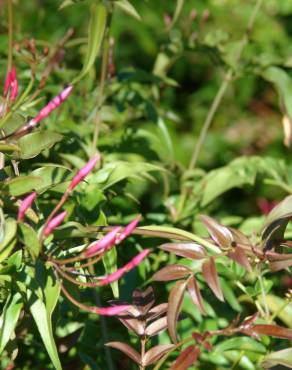 Fotografia 10 da espécie Jasminum polyanthum no Jardim Botânico UTAD