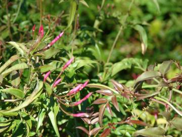 Fotografia da espécie Jasminum polyanthum