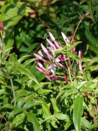 Fotografia da espécie Jasminum polyanthum