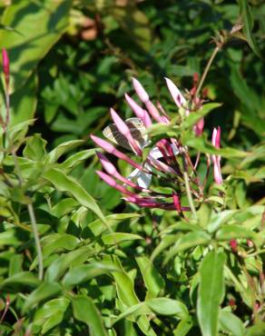 Fotografia 9 da espécie Jasminum polyanthum no Jardim Botânico UTAD