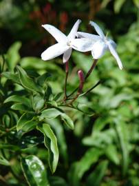 Fotografia da espécie Jasminum polyanthum