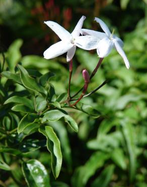 Fotografia 8 da espécie Jasminum polyanthum no Jardim Botânico UTAD