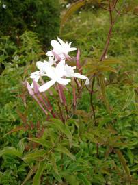 Fotografia da espécie Jasminum polyanthum