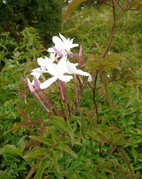 Fotografia 7 da espécie Jasminum polyanthum no Jardim Botânico UTAD