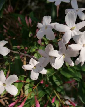 Fotografia 6 da espécie Jasminum polyanthum no Jardim Botânico UTAD