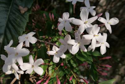 Fotografia da espécie Jasminum polyanthum