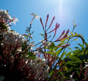 Fotografia da espécie Jasminum polyanthum