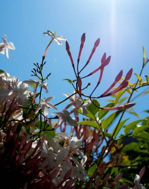Fotografia 5 da espécie Jasminum polyanthum no Jardim Botânico UTAD