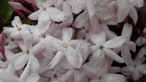 Fotografia da espécie Jasminum polyanthum