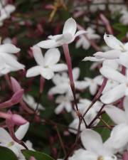 Fotografia da espécie Jasminum polyanthum