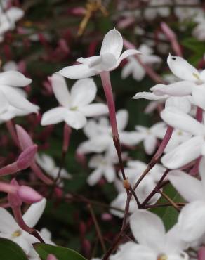 Fotografia 1 da espécie Jasminum polyanthum no Jardim Botânico UTAD