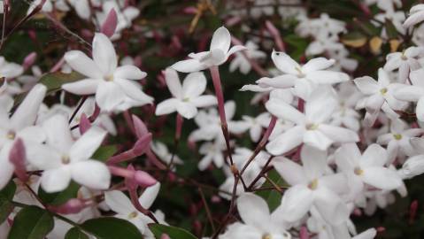 Fotografia da espécie Jasminum polyanthum