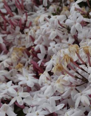 Fotografia 3 da espécie Jasminum polyanthum no Jardim Botânico UTAD