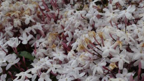 Fotografia da espécie Jasminum polyanthum