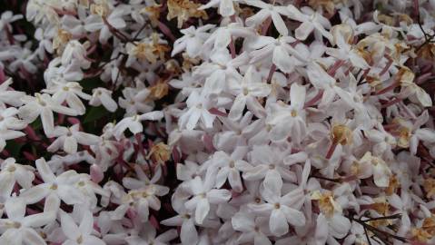 Fotografia da espécie Jasminum polyanthum