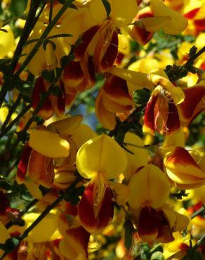 Fotografia 19 da espécie Cytisus scoparius subesp. scoparius no Jardim Botânico UTAD