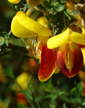 Fotografia 18 da espécie Cytisus scoparius subesp. scoparius no Jardim Botânico UTAD