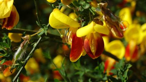 Fotografia da espécie Cytisus scoparius subesp. scoparius