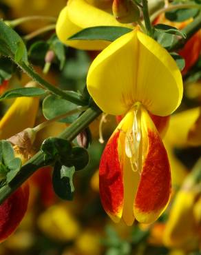 Fotografia 17 da espécie Cytisus scoparius subesp. scoparius no Jardim Botânico UTAD