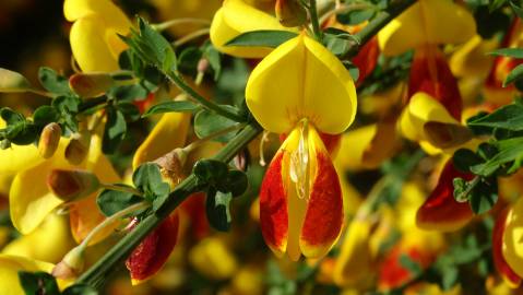 Fotografia da espécie Cytisus scoparius subesp. scoparius