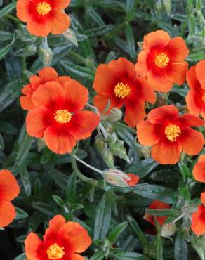 Fotografia 12 da espécie Helianthemum nummularium no Jardim Botânico UTAD