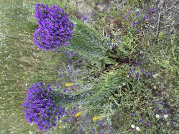 Fotografia da espécie Echium vulgare subesp. vulgare