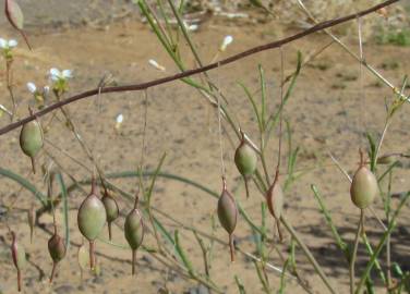 Fotografia da espécie Savignya parviflora