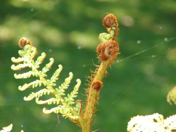 Fotografia da espécie Sphaeropteris cooperi