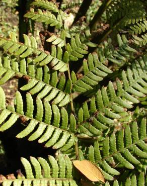 Fotografia 3 da espécie Sphaeropteris cooperi no Jardim Botânico UTAD