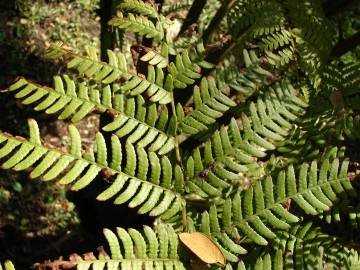 Fotografia da espécie Sphaeropteris cooperi