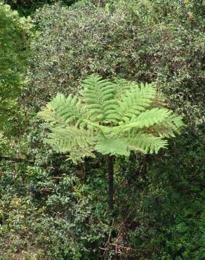 Fotografia 7 da espécie Sphaeropteris cooperi no Jardim Botânico UTAD