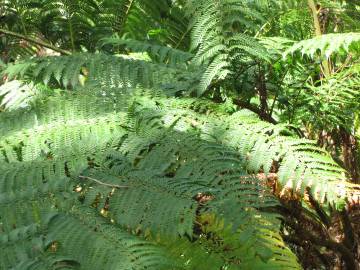 Fotografia da espécie Sphaeropteris cooperi