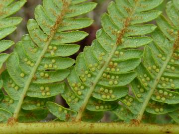 Fotografia da espécie Sphaeropteris cooperi