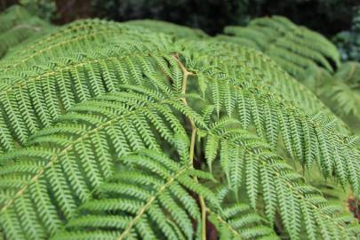 Fotografia da espécie Sphaeropteris cooperi