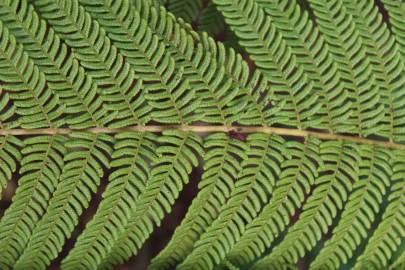 Fotografia da espécie Sphaeropteris cooperi