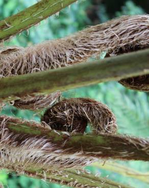 Fotografia 17 da espécie Sphaeropteris cooperi no Jardim Botânico UTAD