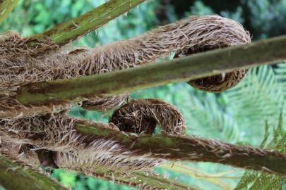 Fotografia da espécie Sphaeropteris cooperi