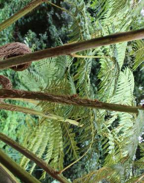 Fotografia 18 da espécie Sphaeropteris cooperi no Jardim Botânico UTAD