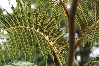 Fotografia da espécie Sphaeropteris cooperi