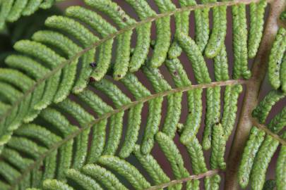 Fotografia da espécie Sphaeropteris cooperi