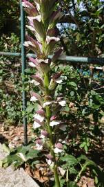 Fotografia da espécie Acanthus mollis