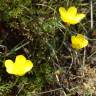 Fotografia 16 da espécie Ranunculus paludosus do Jardim Botânico UTAD