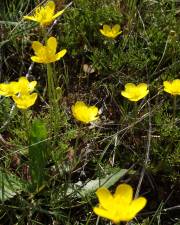 Fotografia da espécie Ranunculus paludosus
